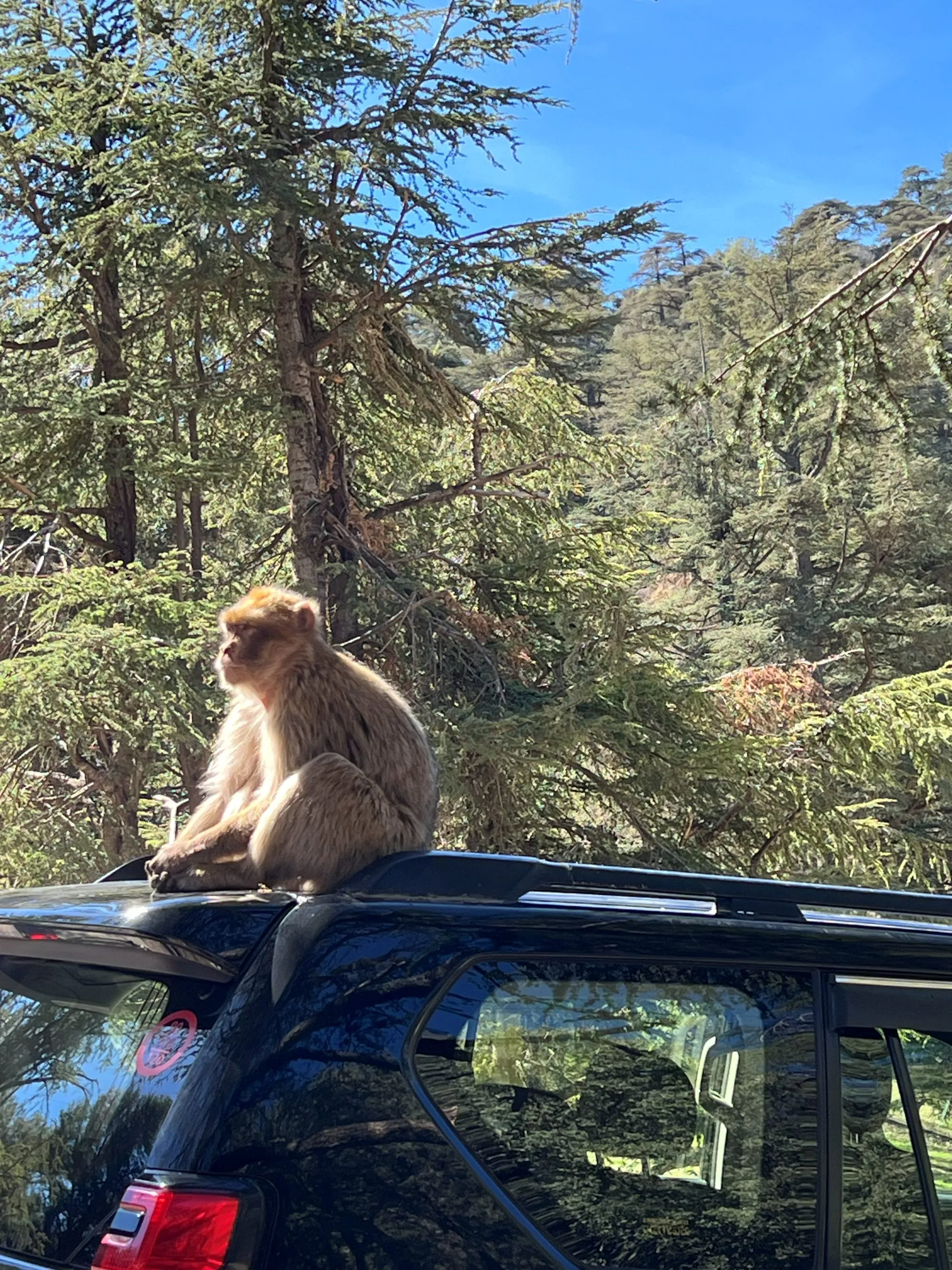 A Barbary macaque in the Middle Atlas cedar forest near Azrou